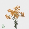 Achillea lachsschönheit