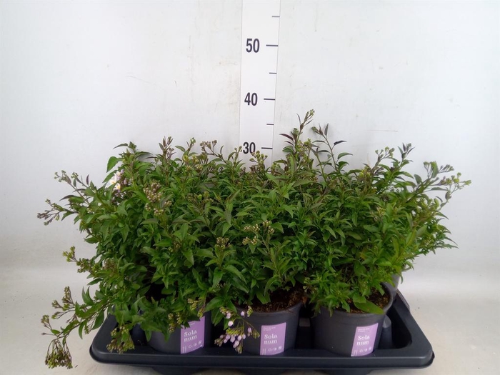 <h4>Solanum jasminoides</h4>