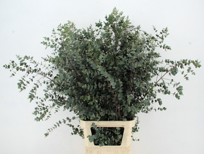 <h4>EUCA GU AZURA</h4>