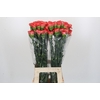 Dianthus St Arno
