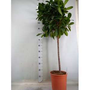 Ficus   ...