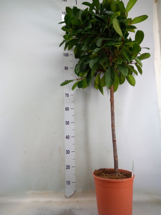 <h4>Ficus   ...</h4>