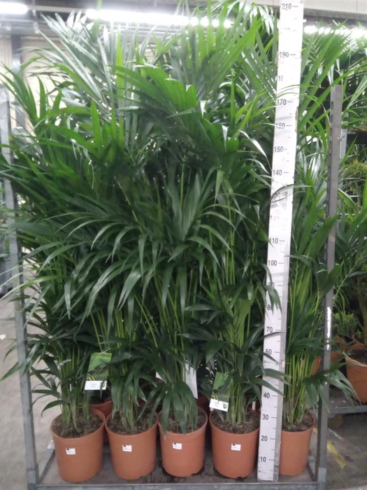 <h4>Howea forsteriana</h4>