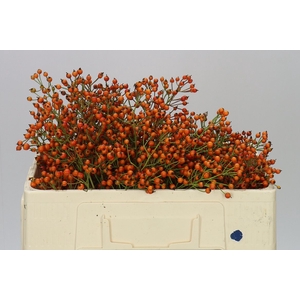 Rozenbottel Prinsberry Oran