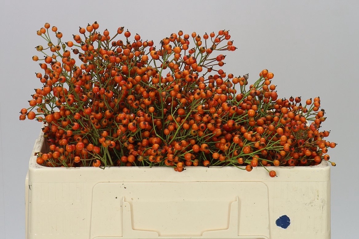 <h4>Rozenbottel Prinsberry Oran</h4>