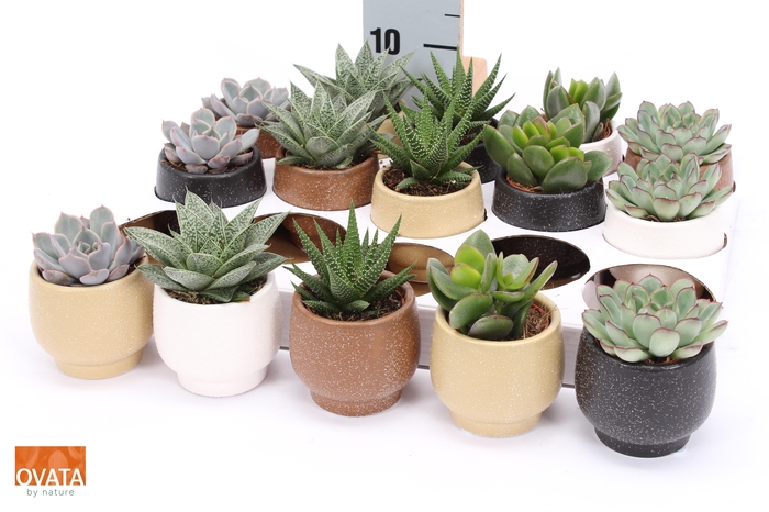 <h4>SUCC GEM 5 SRT</h4>