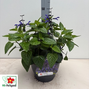SALVIA BLACK & BLOOM