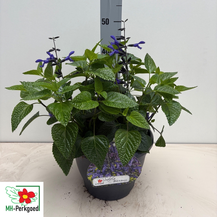 <h4>SALVIA BLACK & BLOOM</h4>