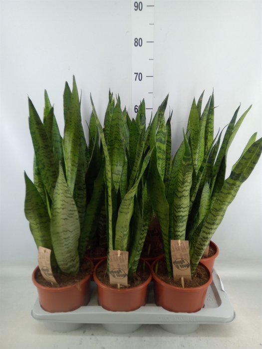 <h4>Sansevieria zeylanica</h4>