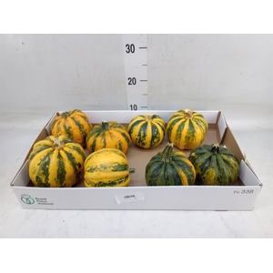 Cucurbita pepo 'Kamo-Kamo'