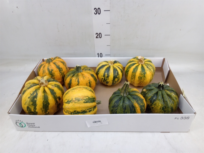 <h4>Cucurbita pepo 'Kamo-Kamo'</h4>