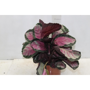 CALATHEA ROSEA PICTA ROSY P17