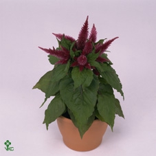 CEL KOSMO PURPLE RED