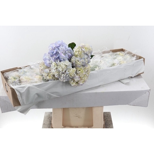 Hydr x10 Lilac Lavender Naturel Sel Box