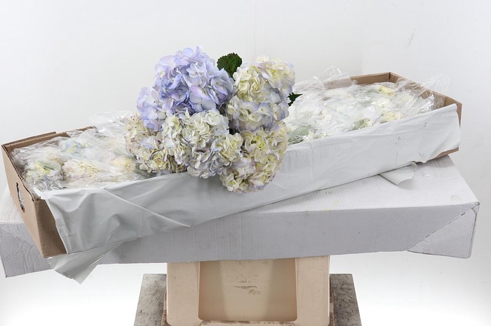 <h4>Hydr Lilac Naturel Sel Box</h4>