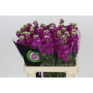 MATTH IRON ROSE