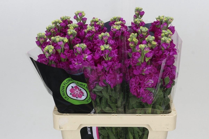 <h4>MATTH IRON ROSE</h4>