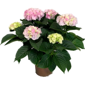 Hydrangea mac. 'Hi Diamond'