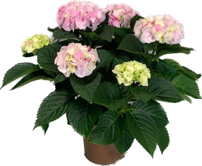<h4>Hydrangea mac. 'Hi Diamond'</h4>