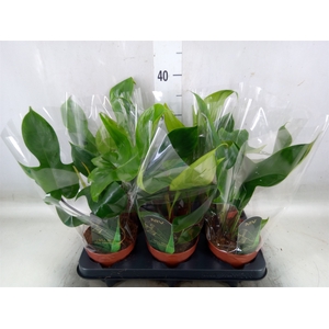 Philodendron   ...