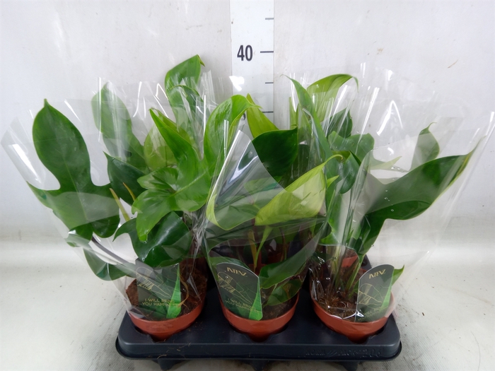 <h4>Philodendron   ...</h4>
