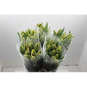 Tu Fr Pa Avignon Parrot