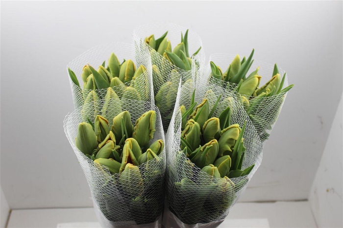 <h4>Tu Fr Pa Avignon Parrot</h4>