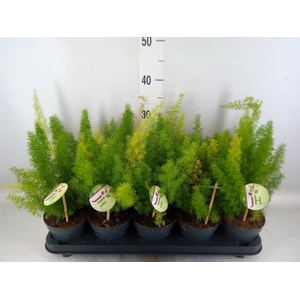 Asparagus dens. 'Meyers'