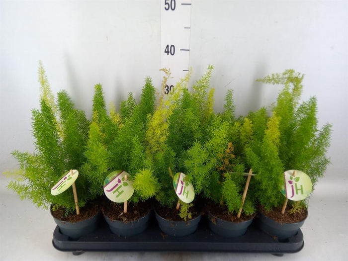 <h4>Asparagus dens. 'Meyers'</h4>