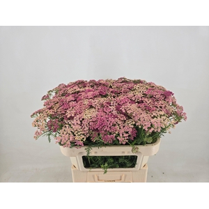 Achilea Daphne Pink