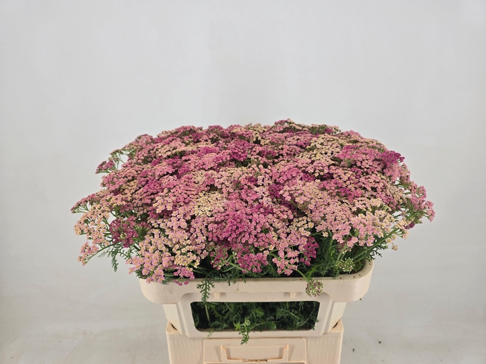 <h4>Achilea Daphne Pink</h4>
