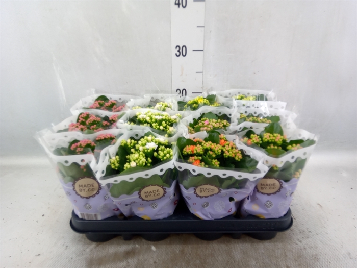 <h4>Kalanchoe blos.   ..rosebud mix  5</h4>