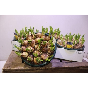 arr8 Narc O Tete A Tete