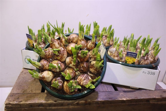 arr8 Narc O Tete A Tete