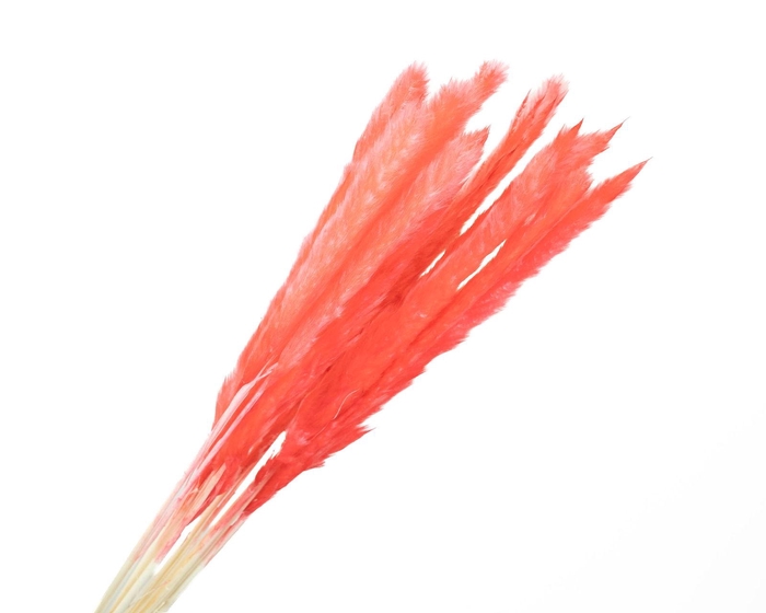 <h4>Pampas Fluffy Pink</h4>