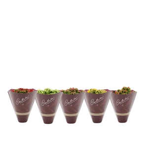 Kalanchoë 12 cm 5 color mix in Couture Diamond Line Purple sleeve
