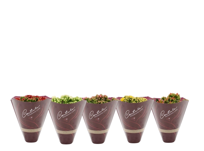 <h4>Kalanchoë 12 cm 5 color mix in Couture Diamond Line Purple sleeve</h4>