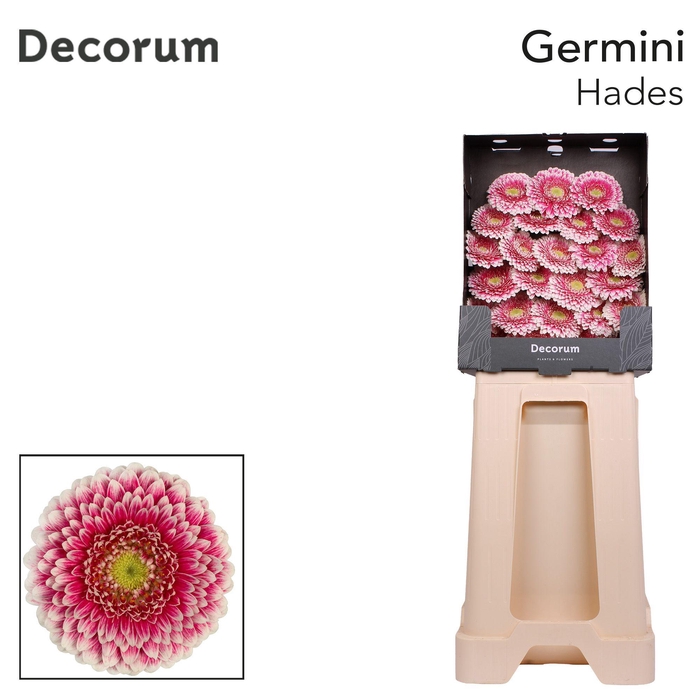 <h4>Germini Pomponi Hades Diamond</h4>