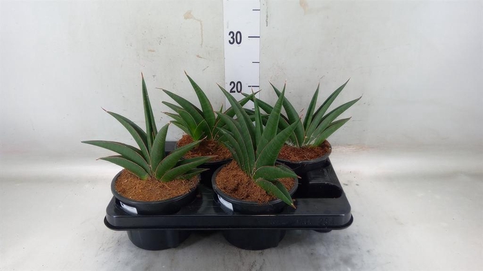 <h4>Sansevieria   ...</h4>