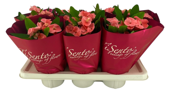 <h4>EUPHOR MI CHARLOTTE</h4>