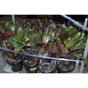 BROMELIA IMPERIAL P27 VERMELHO