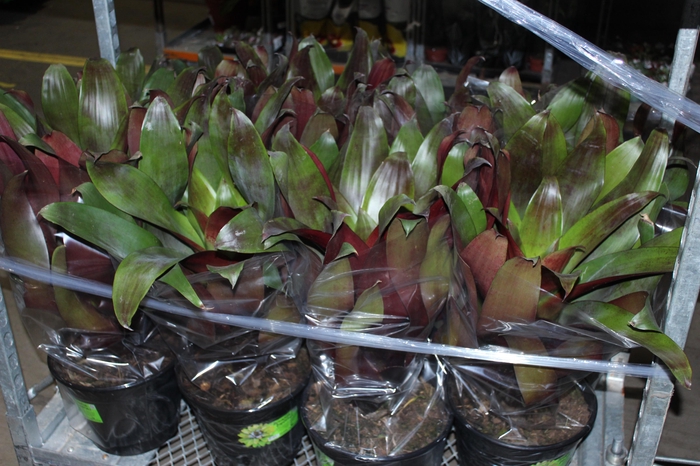 <h4>BROMELIA IMPERIAL P27 VERMELHO</h4>