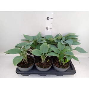 Hosta tardiana 'Halcyon'