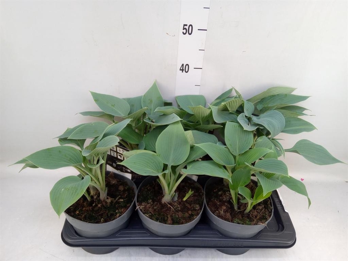 <h4>Hosta tardiana 'Halcyon'</h4>