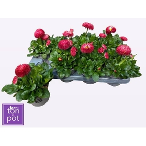 BELLIS P GR ROG RED