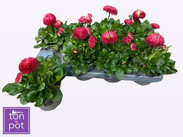 <h4>BELLIS P GR ROG RED</h4>