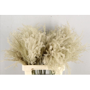 Dried miscanthus naturel