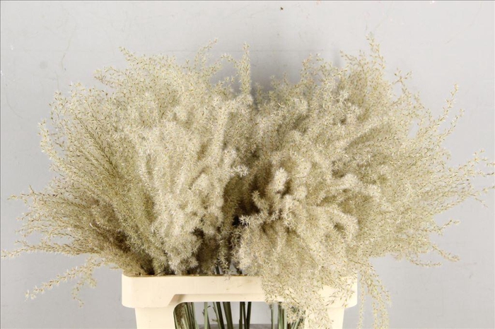 <h4>Dried miscanthus naturel</h4>