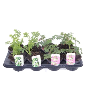 Dicentra spectabilis