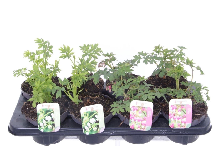 Dicentra spectabilis